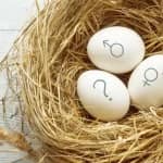 Drei Eier in einem Nest mit männlichem, weiblichem und Fragezeichen-Symbol zum Thema Junge oder Mädchen