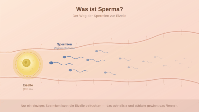 Mikroskopische Darstellung von Spermatozoen und medizinische Illustration erklärt was ist Sperma und seine Zusammensetzung