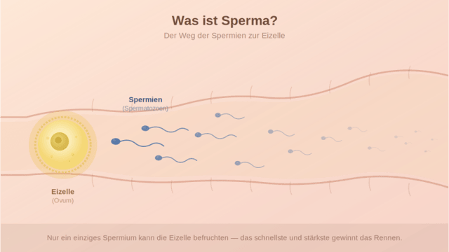 Mikroskopische Darstellung von Spermatozoen und medizinische Illustration erklärt was ist Sperma und seine Zusammensetzung