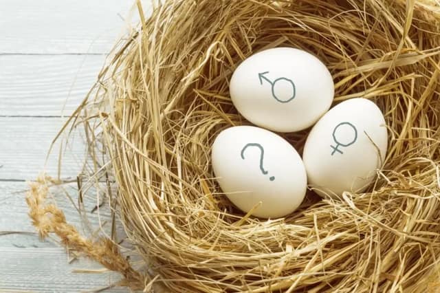 Drei Eier in einem Nest mit männlichem, weiblichem und Fragezeichen-Symbol zum Thema Junge oder Mädchen
