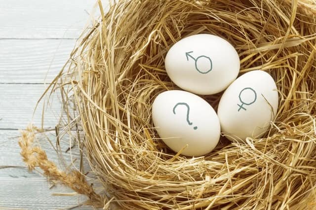 Drei Eier in einem Nest mit männlichem, weiblichem und Fragezeichen-Symbol zum Thema Junge oder Mädchen