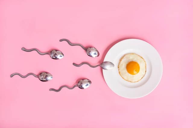 Symbolische Darstellung von Eizelle und Spermien zum Thema Frauen suchen Samenspender